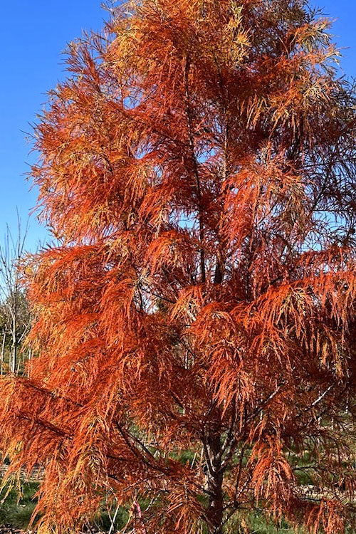  Debonair Pond Cypress Tree - 3 Gallon Pot