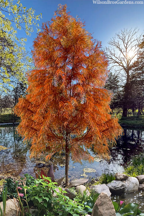  Debonair Pond Cypress Tree - 3 Gallon Pot