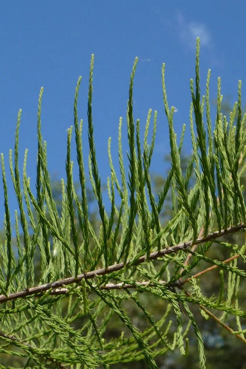  Pond Cypress Tree (Taxodium) - 3 Gallon Pot