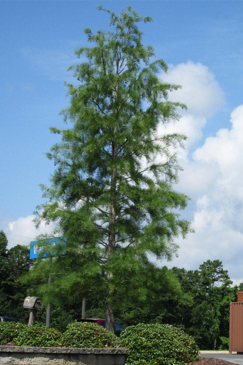  Pond Cypress Tree (Taxodium) - 3 Gallon Pot