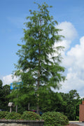  Pond Cypress Tree (Taxodium) - 3 Gallon Pot