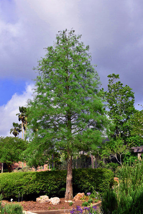  Pond Cypress Tree (Taxodium) - 3 Gallon Pot