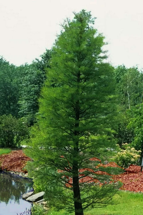  Pond Cypress Tree (Taxodium) - 3 Gallon Pot
