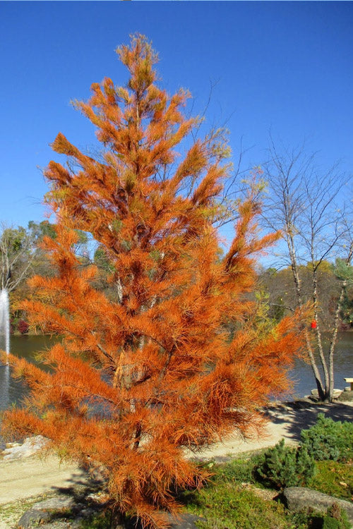  Pond Cypress Tree (Taxodium) - 3 Gallon Pot
