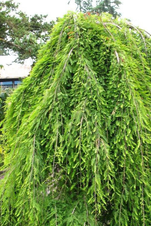  Cascade Falls Weeping Bald Cypress Tree - 7 Gallon Pot (5-6')