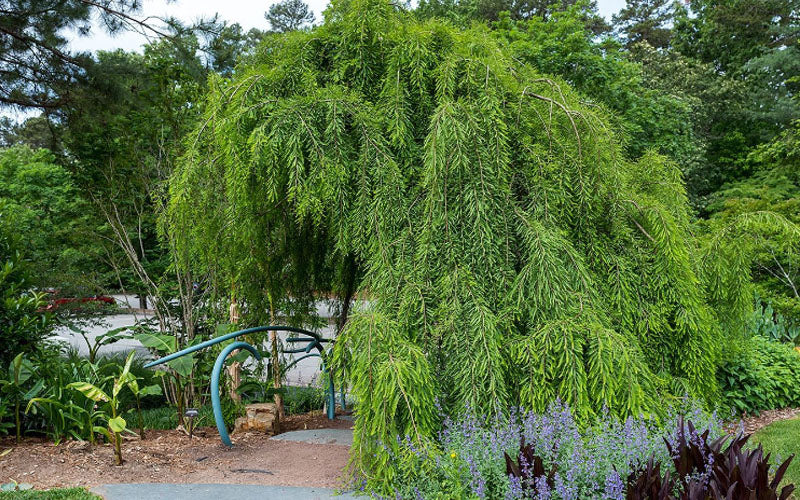  Cascade Falls Weeping Bald Cypress Tree - 7 Gallon Pot (5-6')