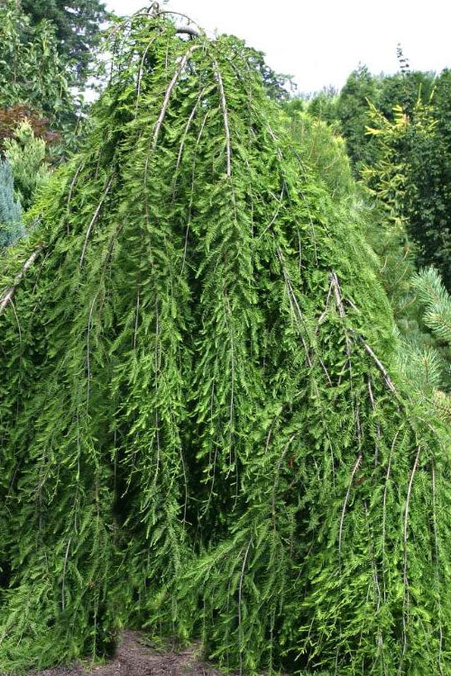  Cascade Falls Weeping Bald Cypress Tree - 7 Gallon Pot (5-6')
