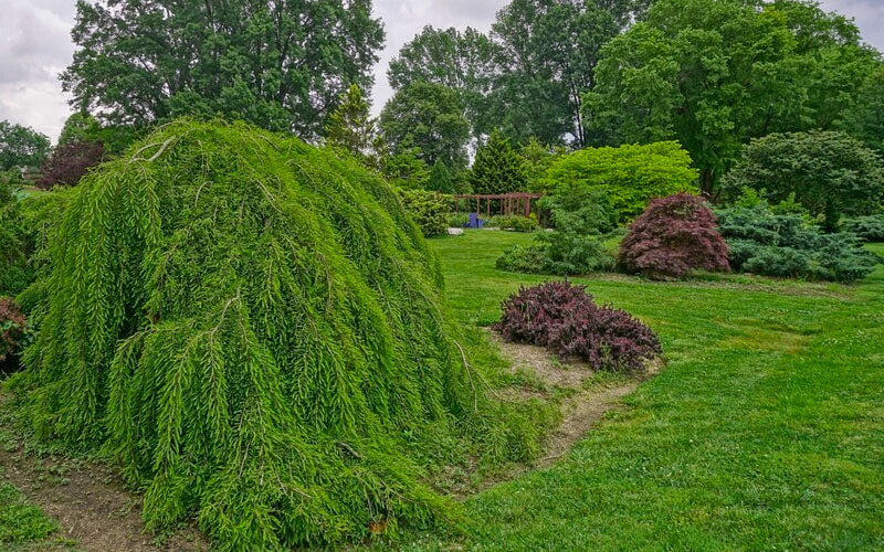  Cascade Falls Weeping Bald Cypress Tree - 3 Gallon Pot (4-5')