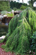  Cascade Falls Weeping Bald Cypress Tree - 7 Gallon Pot (5-6')