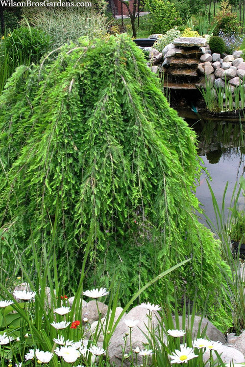  Falling Waters Bald Cypress - 7 Gallon Pot