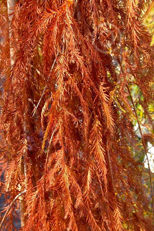  Falling Waters Bald Cypress - 7 Gallon Pot