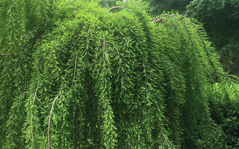  Falling Waters Bald Cypress - 7 Gallon Pot