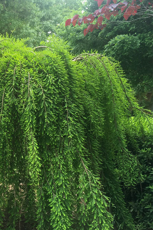  Falling Waters Bald Cypress - 7 Gallon Pot