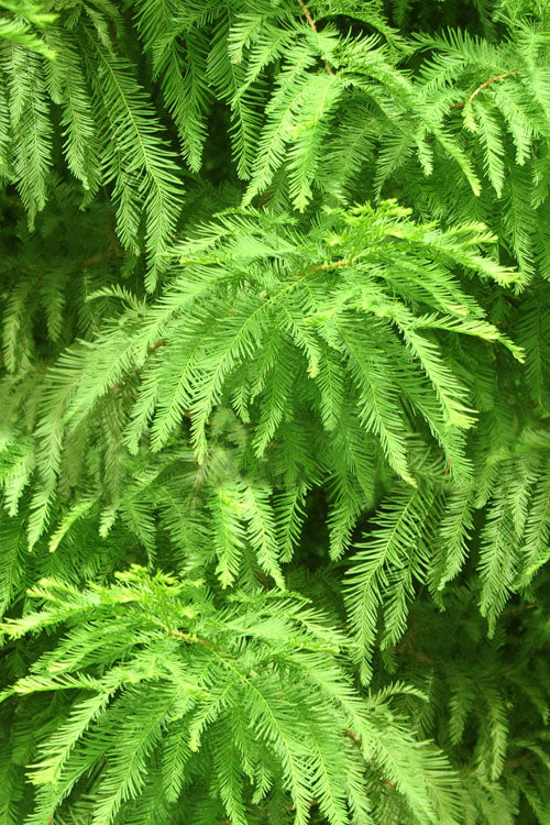  Shawnee Brave Bald Cypress Tree - 7 Gallon Pot