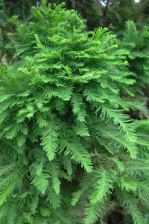 Lindsey's Skyward Bald Cypress Tree - 7 Gallon Pot