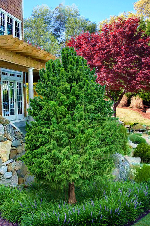  Jim's Little Guy Dwarf Bald Cypress (Taxodium Distichum) - 7 Gallon Pot (4-5')
