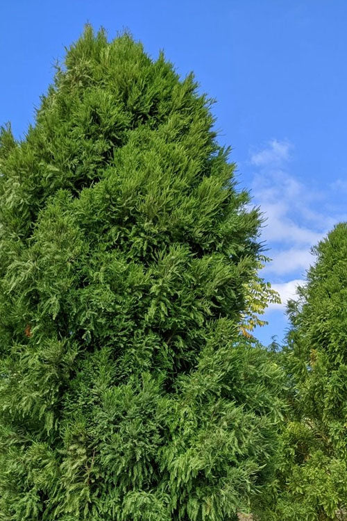  Lindsey's Skyward Bald Cypress Tree - 7 Gallon Pot