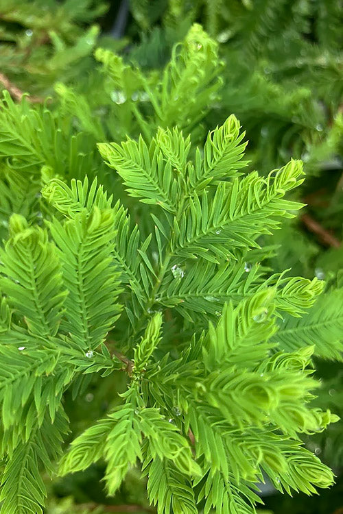  Lindsey's Skyward Bald Cypress Tree - 7 Gallon Pot