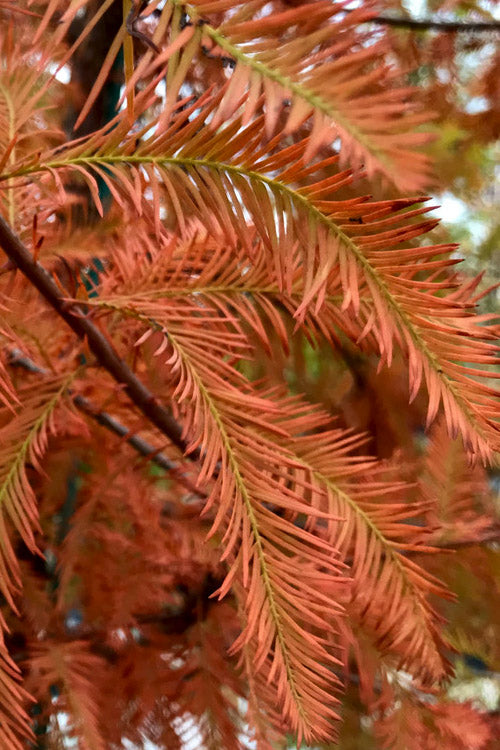  Lindsey's Skyward Bald Cypress Tree - 7 Gallon Pot