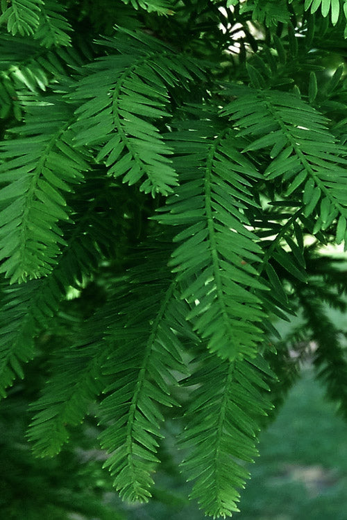  Lindsey's Skyward Bald Cypress Tree - 7 Gallon Pot