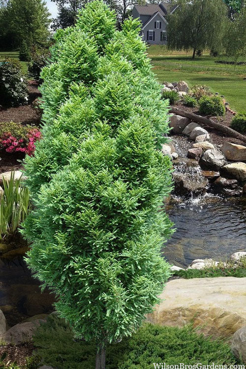  Lindsey's Skyward Bald Cypress Tree - 7 Gallon Pot