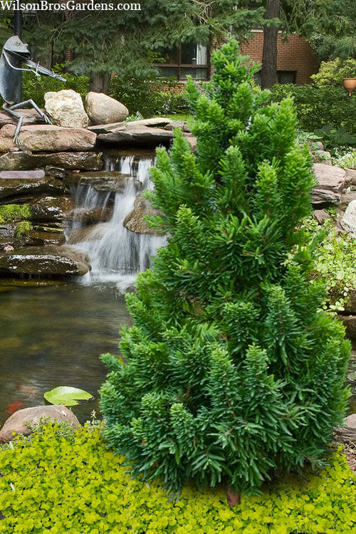  Peve Minaret Dwarf Bald Cypress (Taxodium Distichum) - 7 Gallon Pot (5-6')
