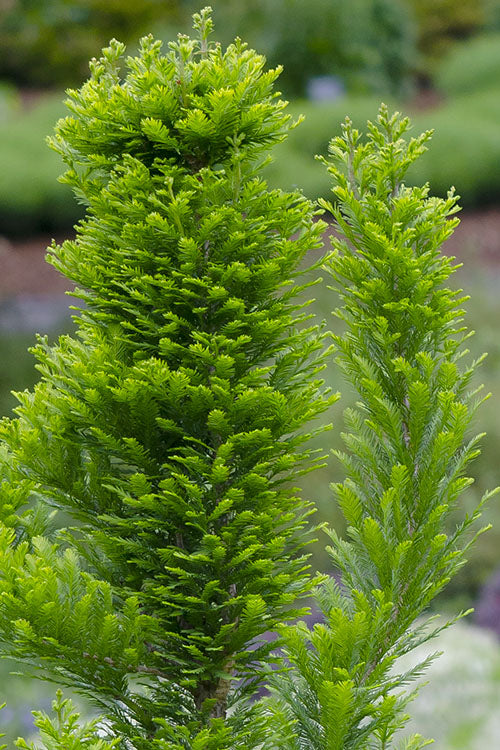  Peve Minaret Dwarf Bald Cypress (Taxodium Distichum) - 7 Gallon Pot (2-3')