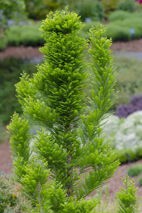  Peve Minaret Dwarf Bald Cypress (Taxodium Distichum) - 7 Gallon Pot (2-3')