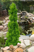  Peve Minaret Dwarf Bald Cypress (Taxodium Distichum) - 7 Gallon Pot (5-6')