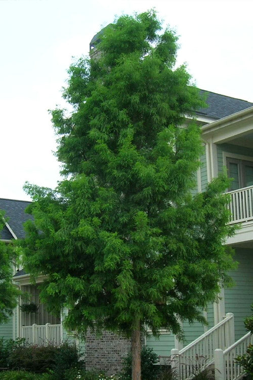  Shawnee Brave Bald Cypress Tree - 7 Gallon Pot