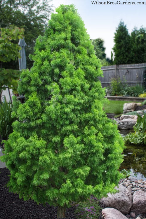  Shawnee Brave Bald Cypress Tree - 7 Gallon Pot