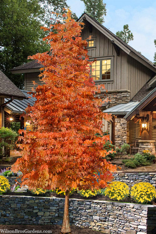  Shawnee Brave Bald Cypress Tree - 7 Gallon Pot