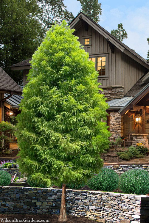  Shawnee Brave Bald Cypress Tree - 7 Gallon Pot
