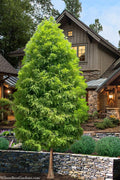  Shawnee Brave Bald Cypress Tree - 7 Gallon Pot