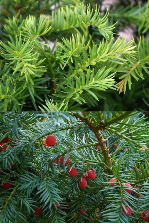  Spreading English Yew (Taxus Baccata 'Repandens) - 1 Gallon Pot