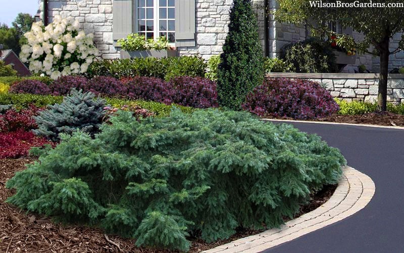  Spreading English Yew (Taxus Baccata 'Repandens) - 3 Gallon Pot