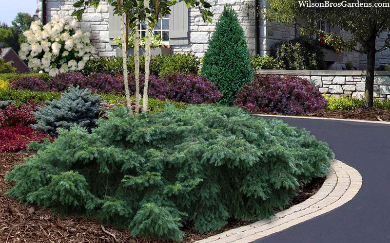  Spreading English Yew (Taxus Baccata 'Repandens) - 1 Gallon Pot