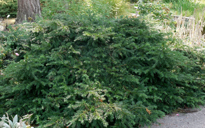  Spreading English Yew (Taxus Baccata 'Repandens) - 3 Gallon Pot
