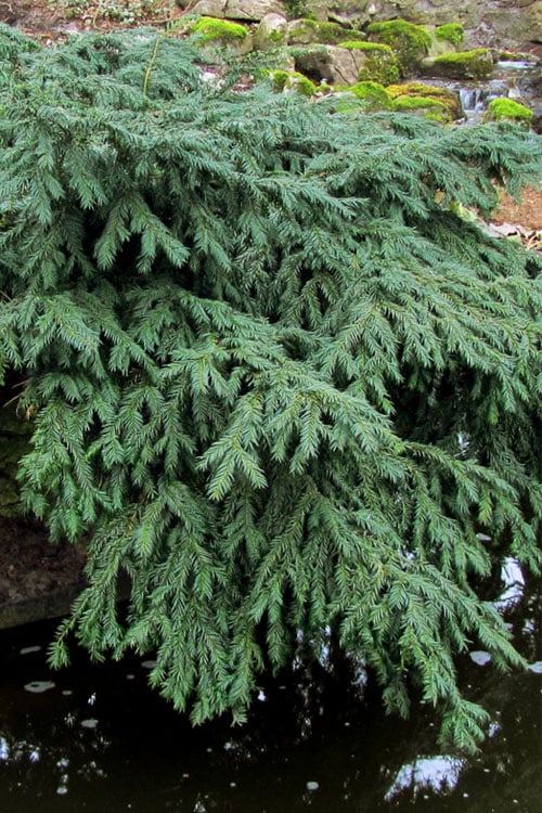  Spreading English Yew (Taxus Baccata 'Repandens) - 3 Gallon Pot