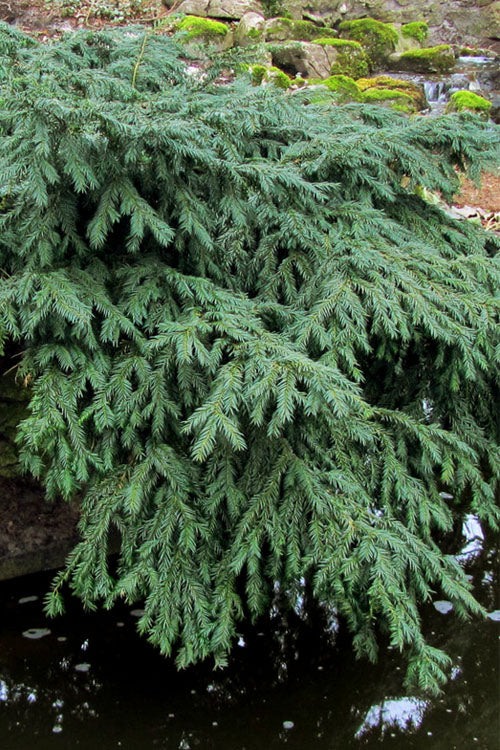  Spreading English Yew (Taxus Baccata 'Repandens) - 2 Gallon Pot