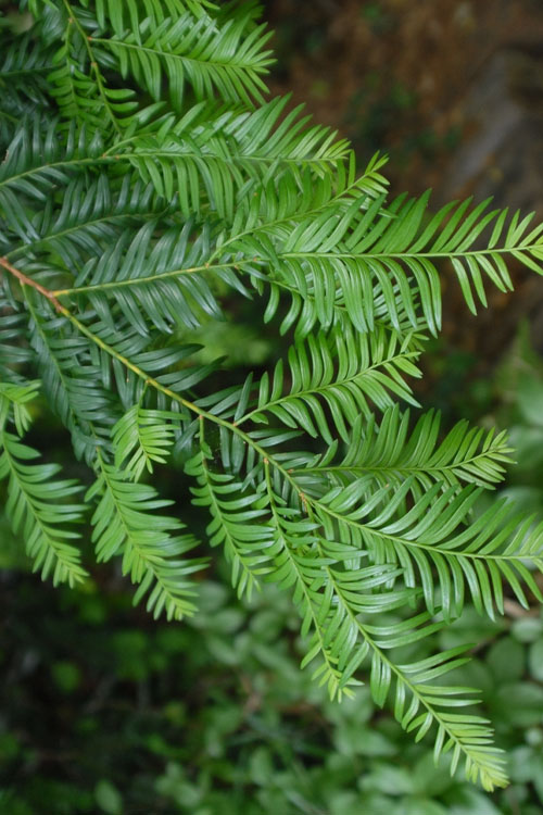  Chinese Yew Tree (Taxus Chinensis) - 3 Gallon Pot