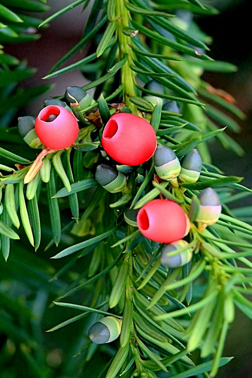  Chinese Yew Tree (Taxus Chinensis) - 3 Gallon Pot