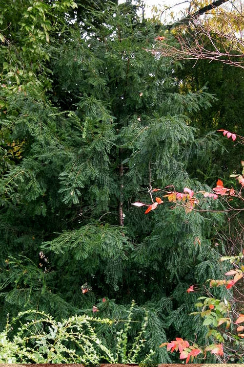  Chinese Yew Tree (Taxus Chinensis) - 3 Gallon Pot