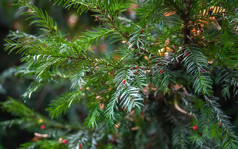  Chinese Yew Tree (Taxus Chinensis) - 3 Gallon Pot
