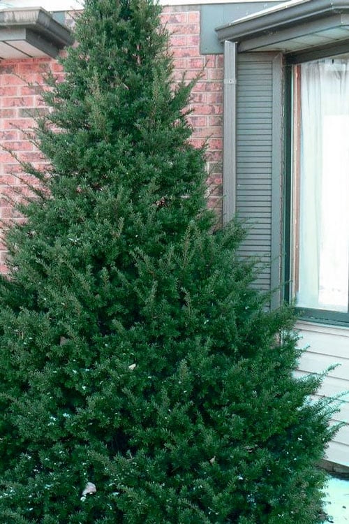  Capitata Upright Yew (Taxus Cuspidata) - 6 Gallon Pot