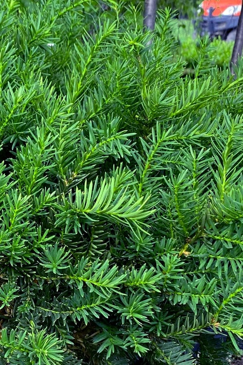  Capitata Upright Yew (Taxus Cuspidata) - 6 Gallon Pot