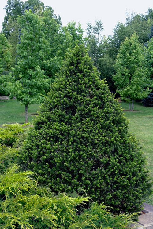  Capitata Upright Yew (Taxus Cuspidata) - 6 Gallon Pot