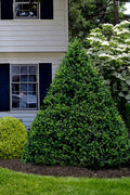  Capitata Upright Yew (Taxus Cuspidata) - 6 Gallon Pot