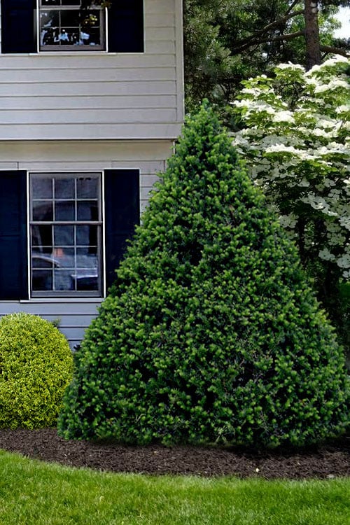  Capitata Upright Yew (Taxus Cuspidata) - 6 Gallon Pot