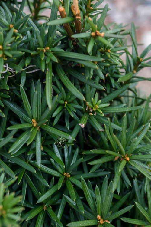  Beanpole Columnar Yew (Taxus Media) - 1 Gallon Pot